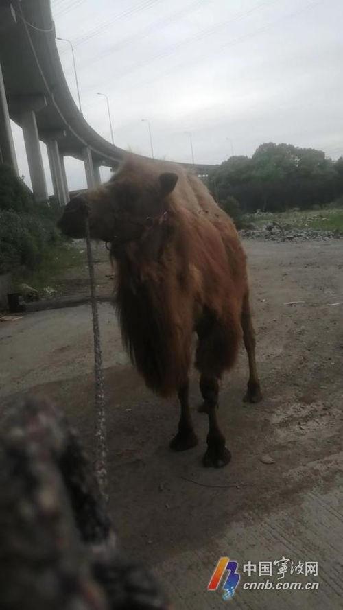 骆的照片,探寻照片中的独特魅力