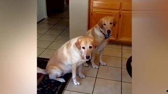 狗狗跳舞视频搞笑,萌态百出笑翻天！