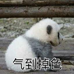 朗朗表情包熊猫,朗朗笑颜，传递欢乐与温馨